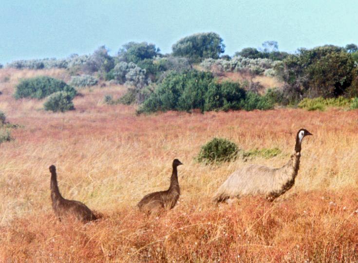 Wild Emus