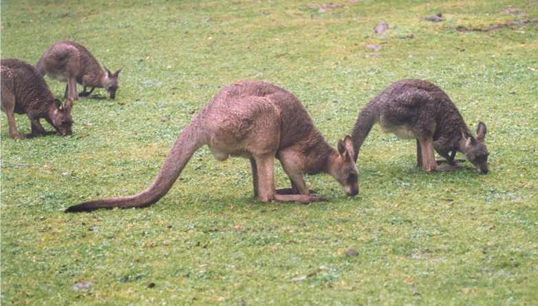 Feeding Kangaroos