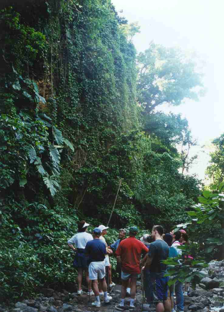 Rainforest 1