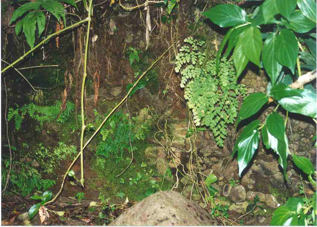 Rainforest 2