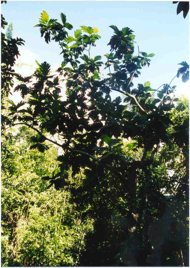 Rainforest 3