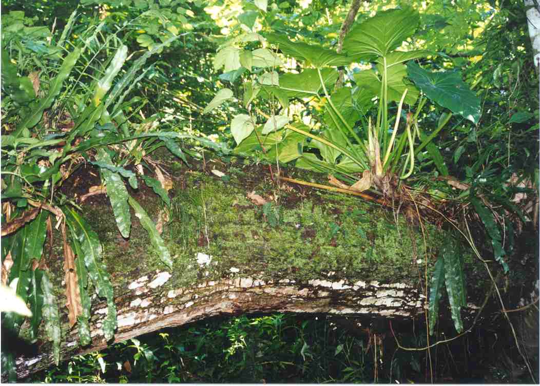 Rainforest 4