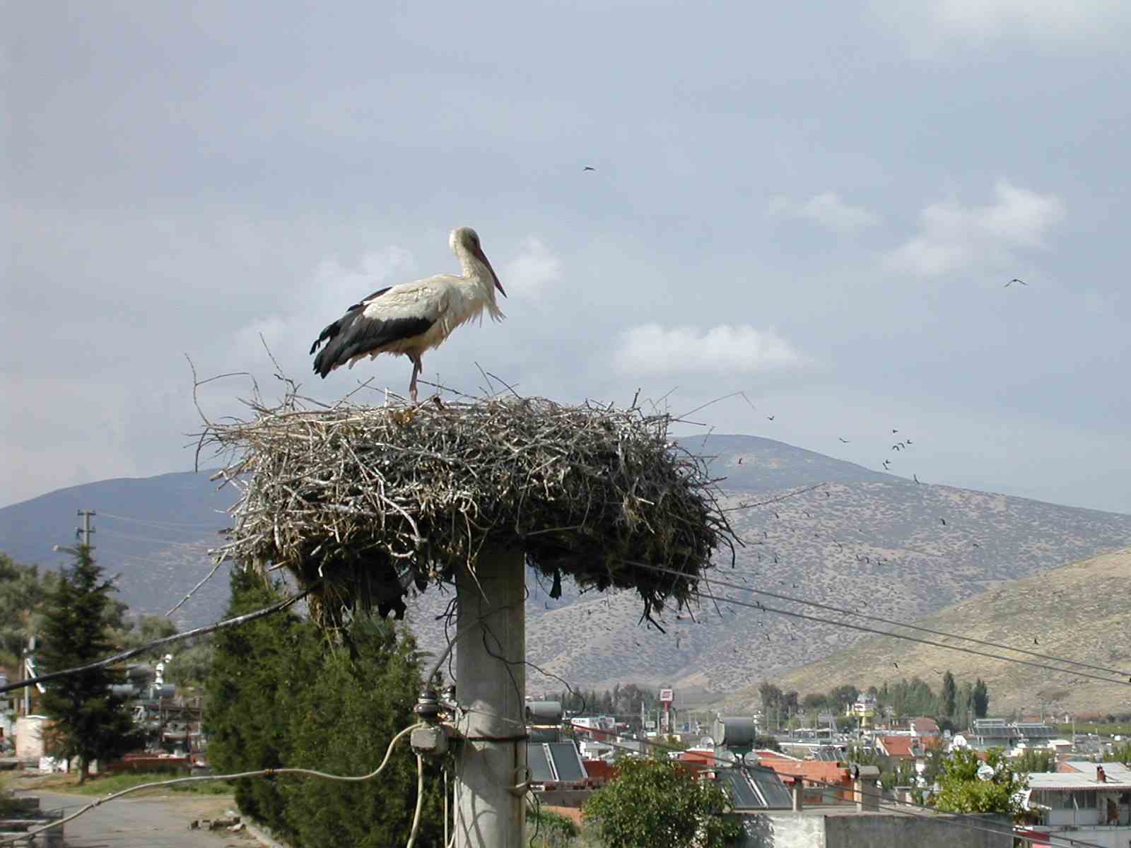 The stork at Selcuk